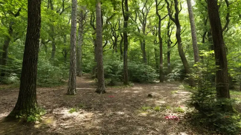 img_6a2e451c265376.62361601.webp